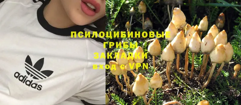 Галлюциногенные грибы MAGIC MUSHROOMS  MEGA tor  Болгар 